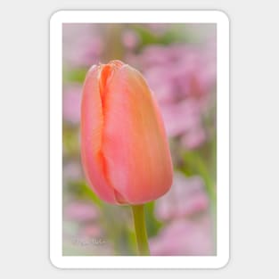 Pink Tulip Sticker